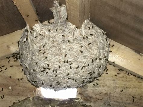 wasp nest removal service near me